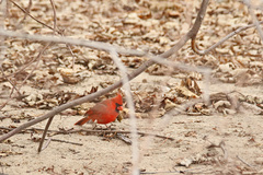 Cardinalis cardinalis