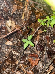 Arachis pintoi