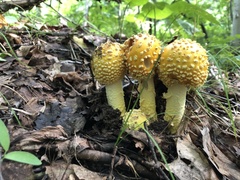 Amanita chrysoblema