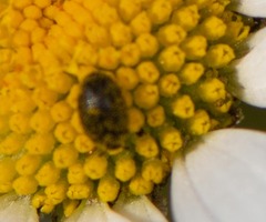 Dermestidae