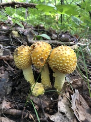 Amanita chrysoblema