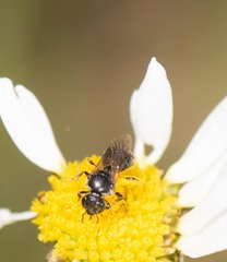Hemihalictus