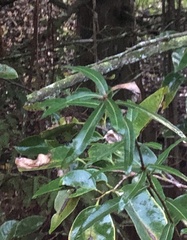 Quercus hemisphaerica