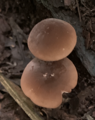 Marasmius elegans