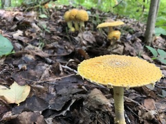 Amanita chrysoblema