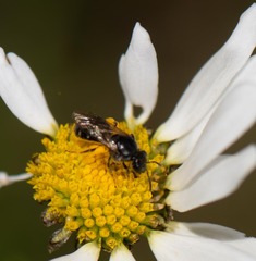 Hemihalictus