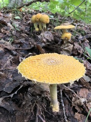 Amanita chrysoblema