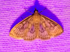 Crocidophora serratissimalis