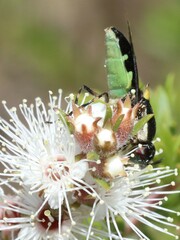 Odontomyia hunteri