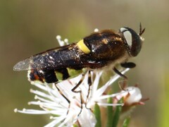 Odontomyia hunteri