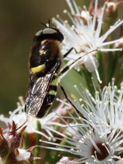 Odontomyia hunteri