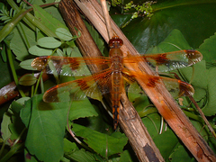Libellula semifasciata