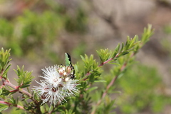 Odontomyia hunteri