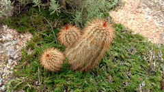 Echinocereus reichenbachii baileyi