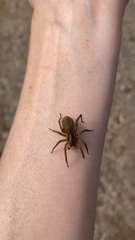 Trochosa
