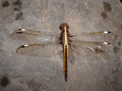 Libellula cyanea