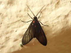 Hypocharis clusia