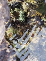 Saccostrea glomerata