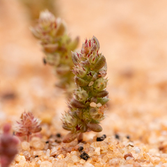 Crassula colorata