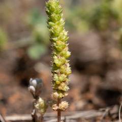 Crassula colorata