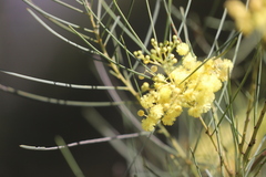 Acacia subulata