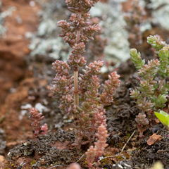 Crassula colligata
