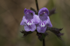 Clinopodium nepeta