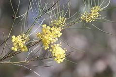 Acacia subulata