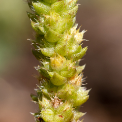 Crassula colorata