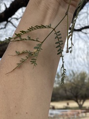 Prosopis velutina