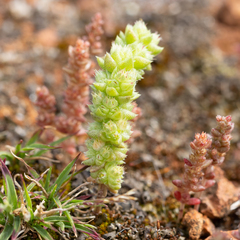 Crassula colorata