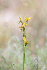 Diuris nigromontana