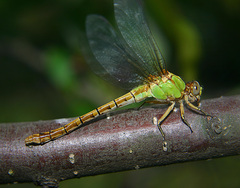 Ophiogomphus rupinsulensis