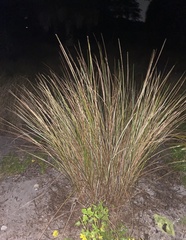 Saccharum spontaneum