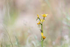 Diuris nigromontana