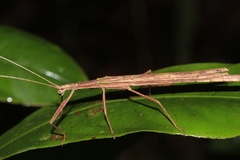 Metriophasma baculus