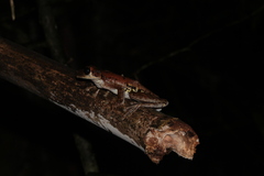 Osteocephalus taurinus