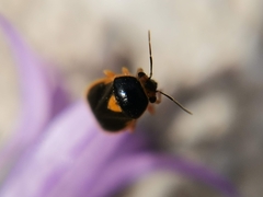 Strongylocoris erythroleptus