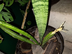 Sansevieria