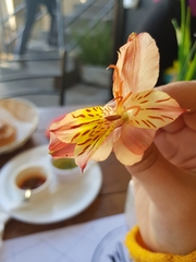 Alstroemeriaceae
