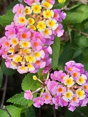 Lantana camara