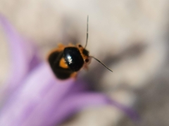 Strongylocoris erythroleptus