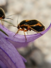 Strongylocoris erythroleptus