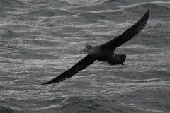 Macronectes giganteus