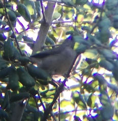 Baeolophus inornatus