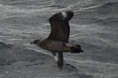 Stercorarius chilensis