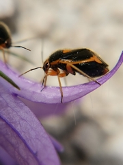 Strongylocoris erythroleptus