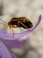Strongylocoris erythroleptus