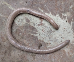 Amphisbaena darwinii