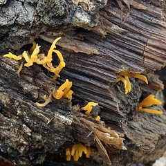 Calocera cornea